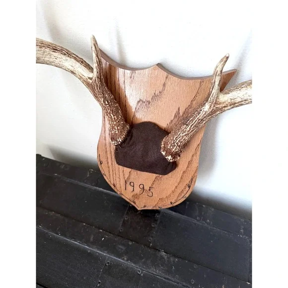 8 Point Whitetail Deer Antler Rack on Oak Plaque Rustic Michigan Mount 20" Wide - Picture 15 of 16